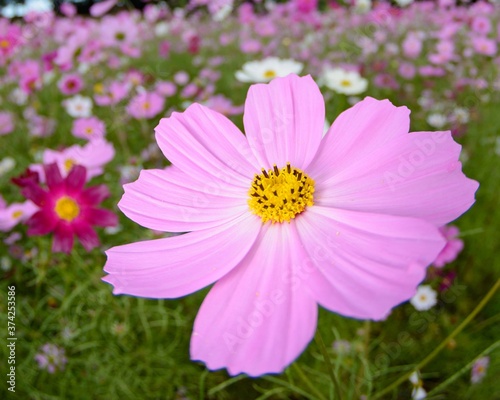 pink cosmos flower in garden