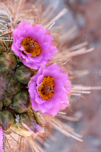 A Claret cup cactus in bloom in Southern Utah. photo