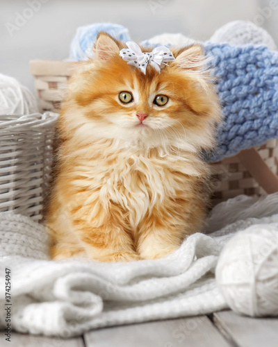Fototapeta Naklejka Na Ścianę i Meble -  Cute kitten with a bow in a basket with balls of yarn