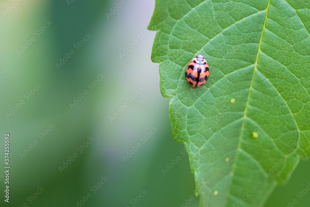 Close up ladybug perched on a green leaf