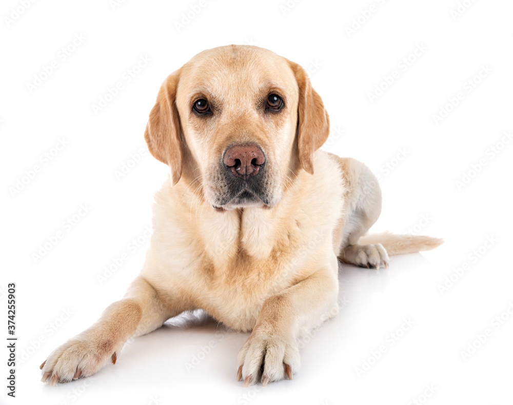 labrador retriever in studio labrador retriever in studio