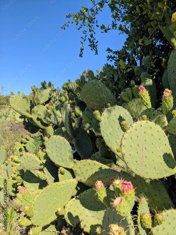 Cactus in Nature Park trail Lake Forest, Orange County, CA Cactus in Nature Park trail Lake Forest, Orange County, CA