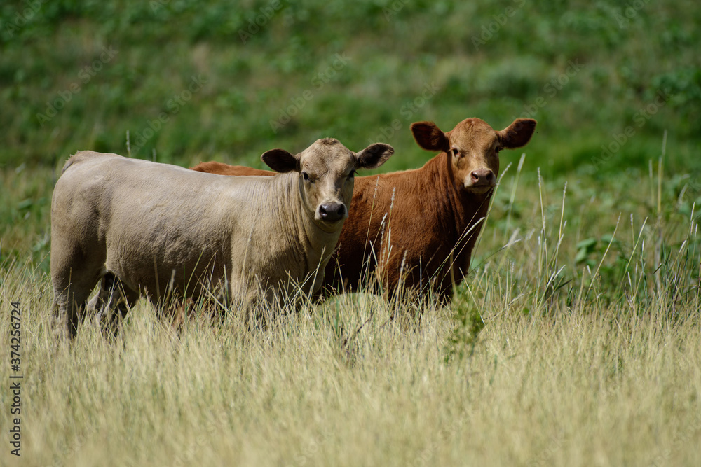 Very cute newborn Holstein calf laying on the grass