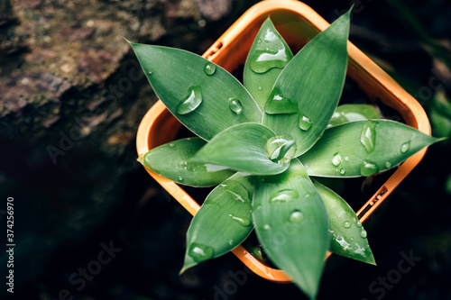 Small succulent plant agava with drops of water on it in orange pot on a ground