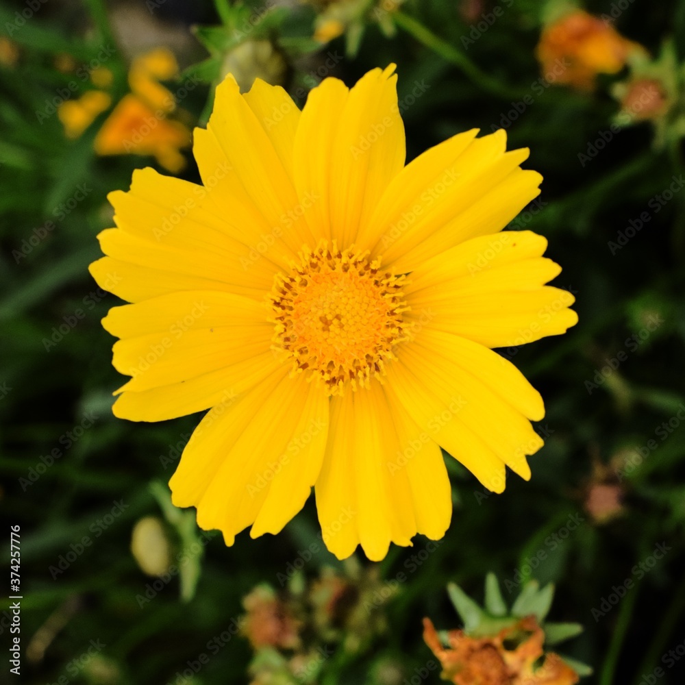 Obraz premium Yellow Flower
