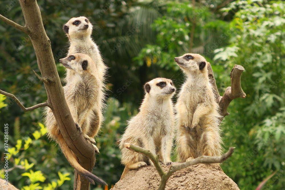 meerkat on guard meerkat on guard