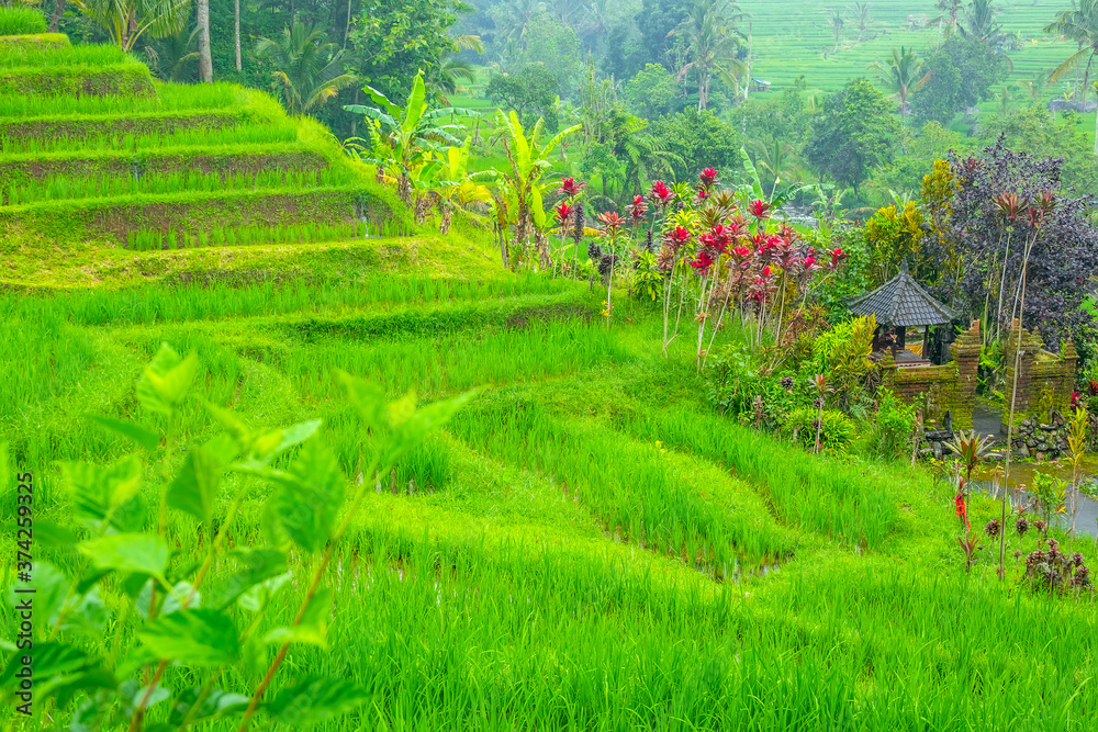 Rice Field Terraces and a Small Temple Surrounded by Flowers