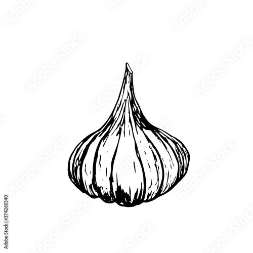 garlic, vintage retro engraving. Garlic vegetable cartoon illustration.