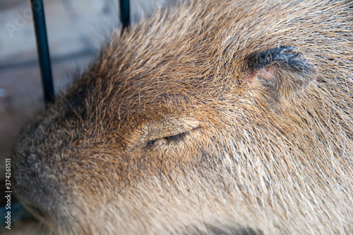 Wallpaper Mural 気持ちよく寝ているカピバラの顔 Torontodigital.ca