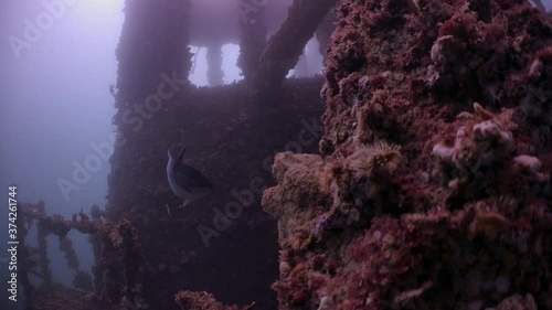 EX HMAS Hobart underwater Shipwreck battle ship Wirrina Cove South Australia 4k photo