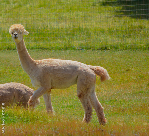 Llama's are from South America.  From the camel family and are very social animals with very soft wool. They are on a farm in Colorado. photo