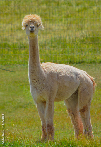 Llama's are from South America.  From the camel family and are very social animals with very soft wool. They are on a farm in Colorado. photo