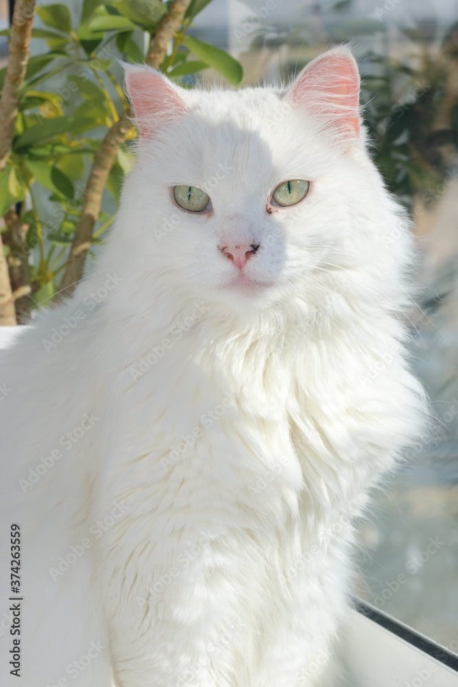 White cat lit by the sun sits on the balcony