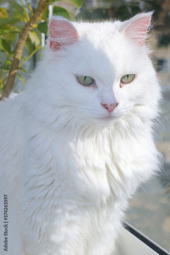 White cat lit by the sun sits on the balcony