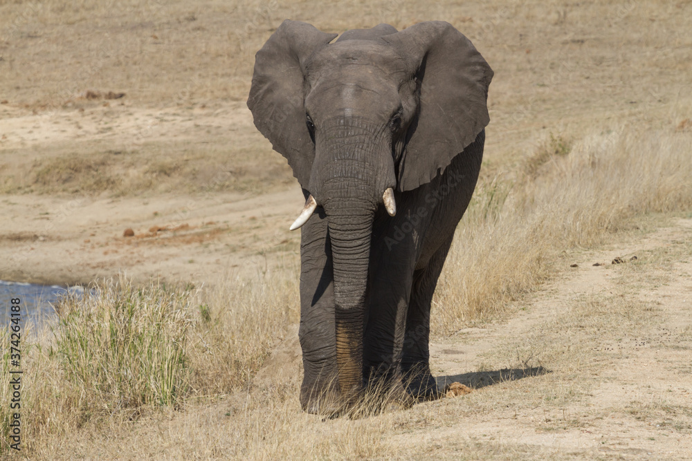 Fototapeta premium Solitary african elephant (Loxodonta africana) closeup walking in dry grass in Kruger National Park, South Africa
