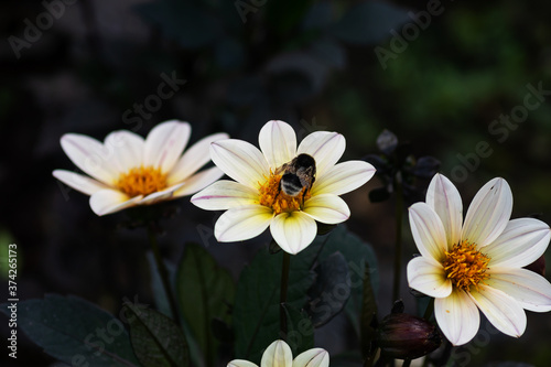 wink dahlia floral background. Beautiful white flowers wirh dark leaves in the garden