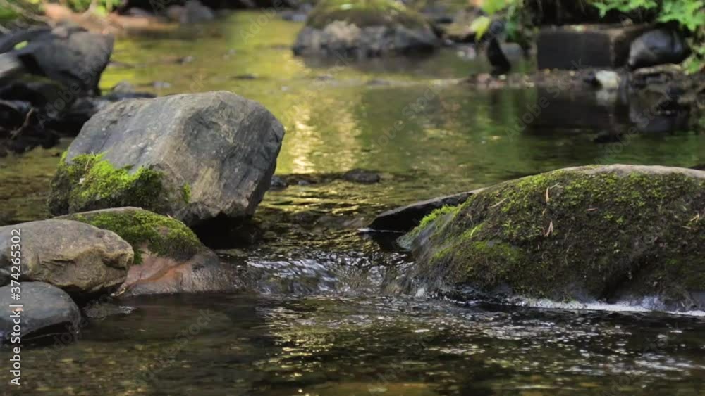 close up on feet of a man crossing a creek by stepping on mossy boulders close up on feet of a man crossing a creek by stepping on mossy boulders