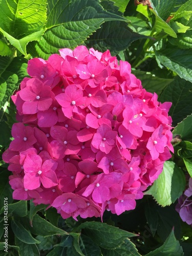 Hortensia rose photo