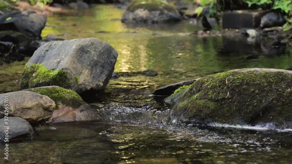 close up on feet of a man crossing a creek by stepping on mossy boulders close up on feet of a man crossing a creek by stepping on mossy boulders