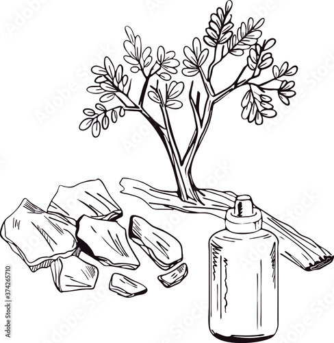 Yohimbe isolated vector illustration. Pausinystalia bottle, branch dry bark. Extracts yohimbe used in traditional medicine as aphrodisiac, dietary supplement. Herb with adverse effect, remedy