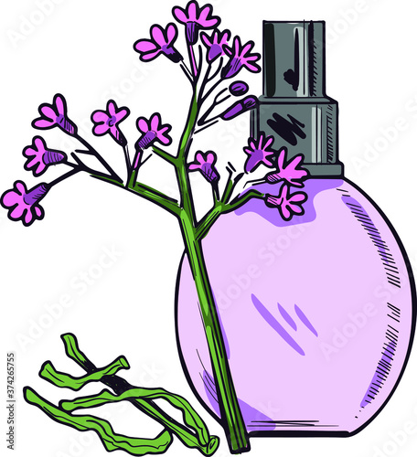 Valerian flowering plant fresh and dry and perfume bottle isolated vector illustration. Garden valerian, garden heliotrope, setwall and all-heal medical plant. Herb with adverse effect, remedy