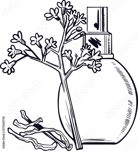 Valerian flowering plant fresh and dry and perfume bottle isolated vector illustration. Garden valerian, garden heliotrope, setwall and all-heal medical plant. Herb with adverse effect, remedy photo