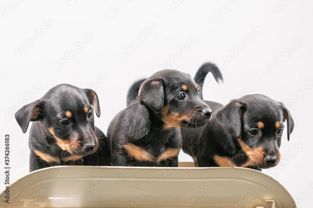 Obraz premium Three Jack Russell terrier puppies posing on a vintage baby scale, white background