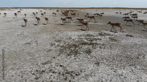 Kalmykia, nature reserve. Saiga antelope herd in the steppe.