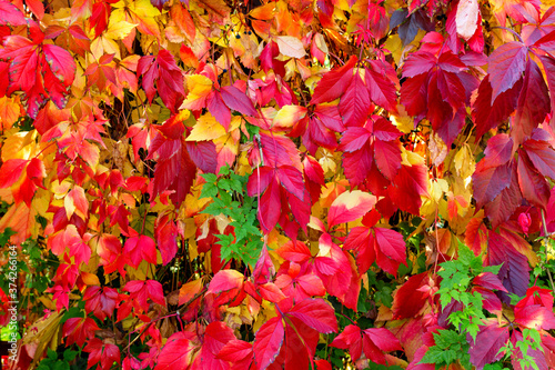 Beautiful Autumn background. Bright colored leaves of maiden grapes