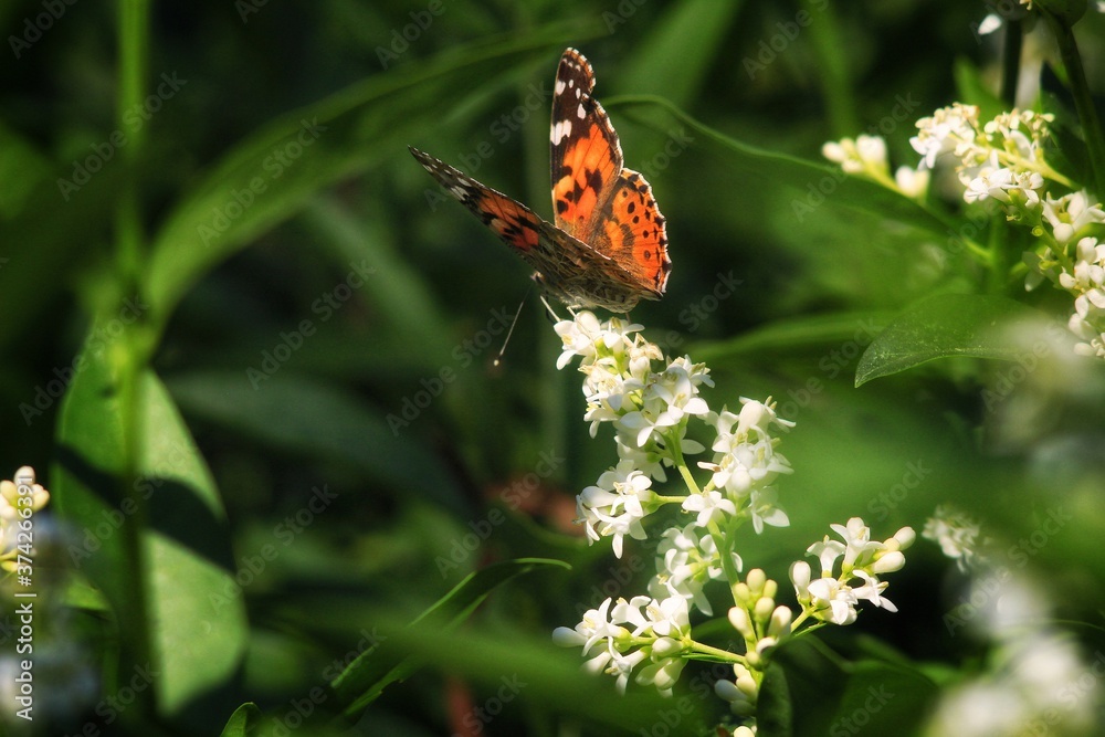 butterfly on a flower