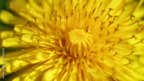 close up of yellow flower