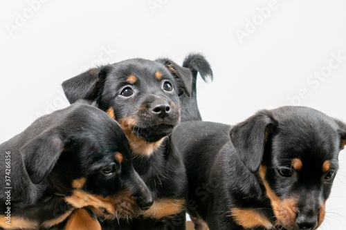 Three Jack Russell terrier puppies posing  white background. Selective focus