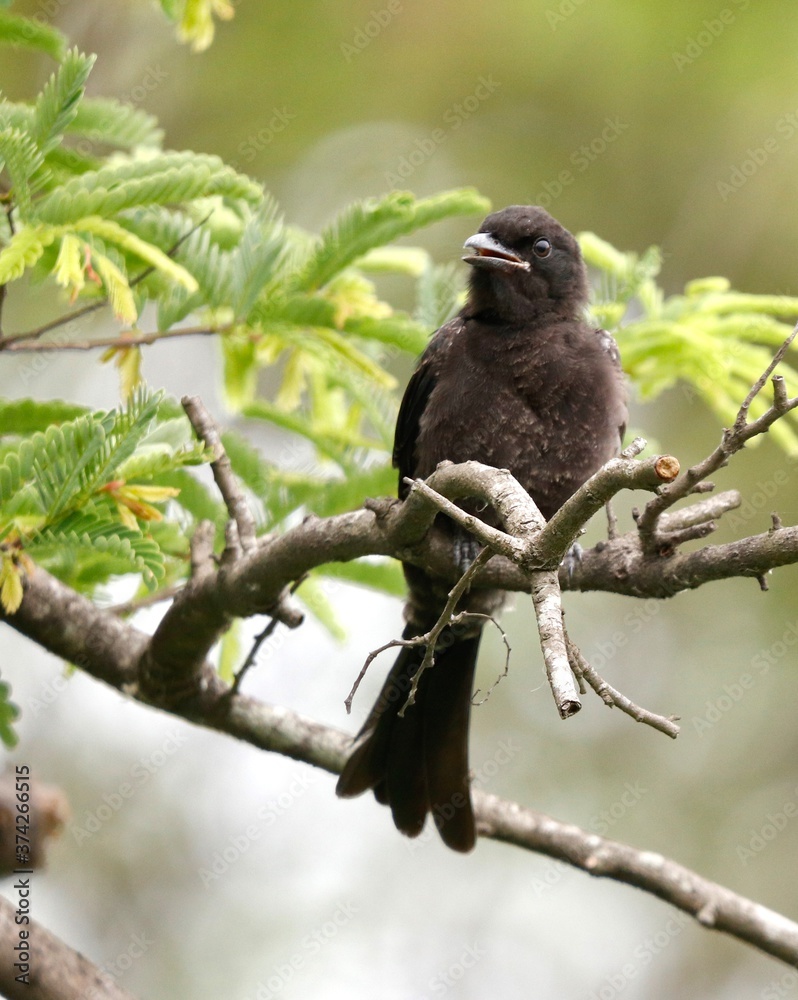 Fototapeta premium Black cuckoo bird