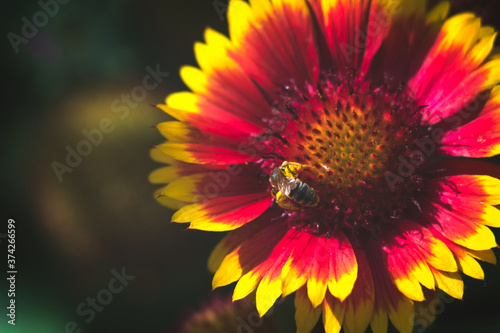 flower of a sunflower