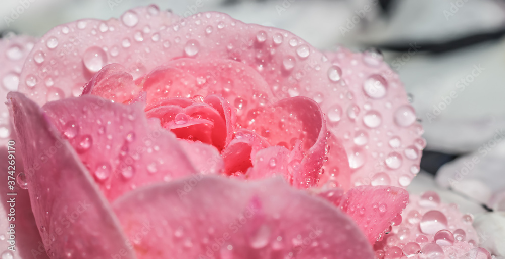 Pink rose flowers and white petals with drops and blur light background. Aromatherapy and spa concept Pink rose flowers and white petals with drops and blur light background. Aromatherapy and spa concept
