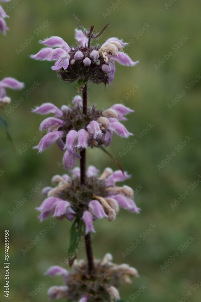One clinopodium vulgare flower in the field One clinopodium vulgare flower in the field