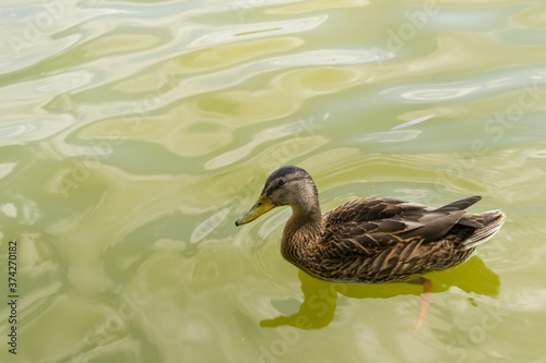 One common duck swimming on water - copy space