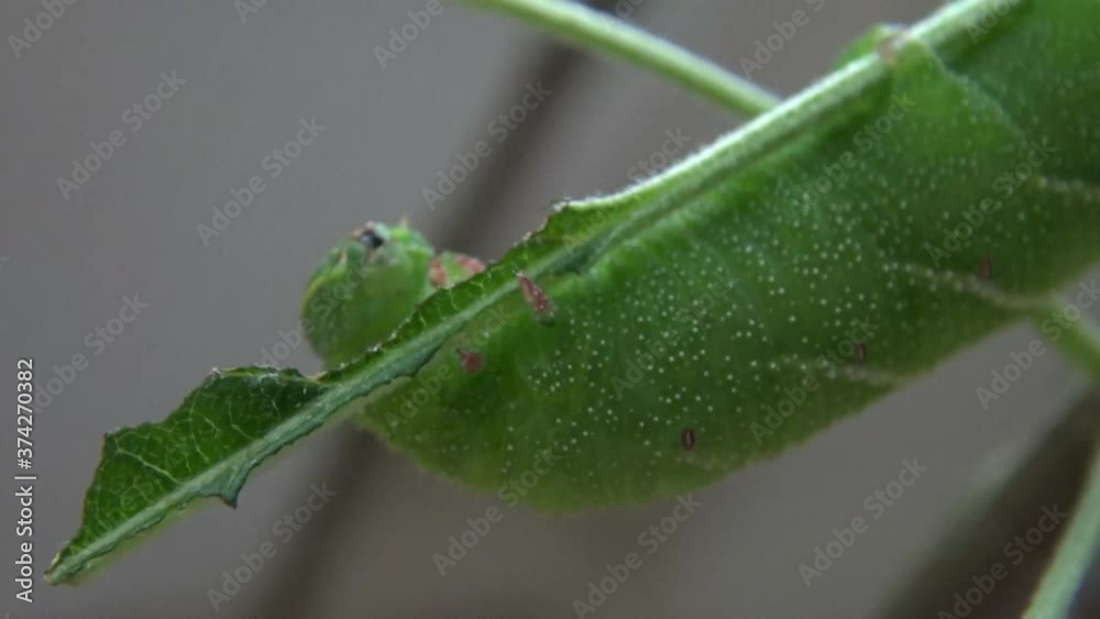 Große dicke grüne Raupe sucht Stelle zum Anbeißen. Gefräßige kleine Raupe Nimmersatt mit Raspelzunge an einem Apfelbaumblatt. Faszinierendes Kriechtier in action. Große dicke grüne Raupe sucht Stelle zum Anbeißen. Gefräßige kleine Raupe Nimmersatt mit Raspelzunge an einem Apfelbaumblatt. Faszinierendes Kriechtier in action.