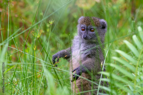 Fototapeta Naklejka Na Ścianę i Meble -  A bamboo lemur between the tall grass looks curious