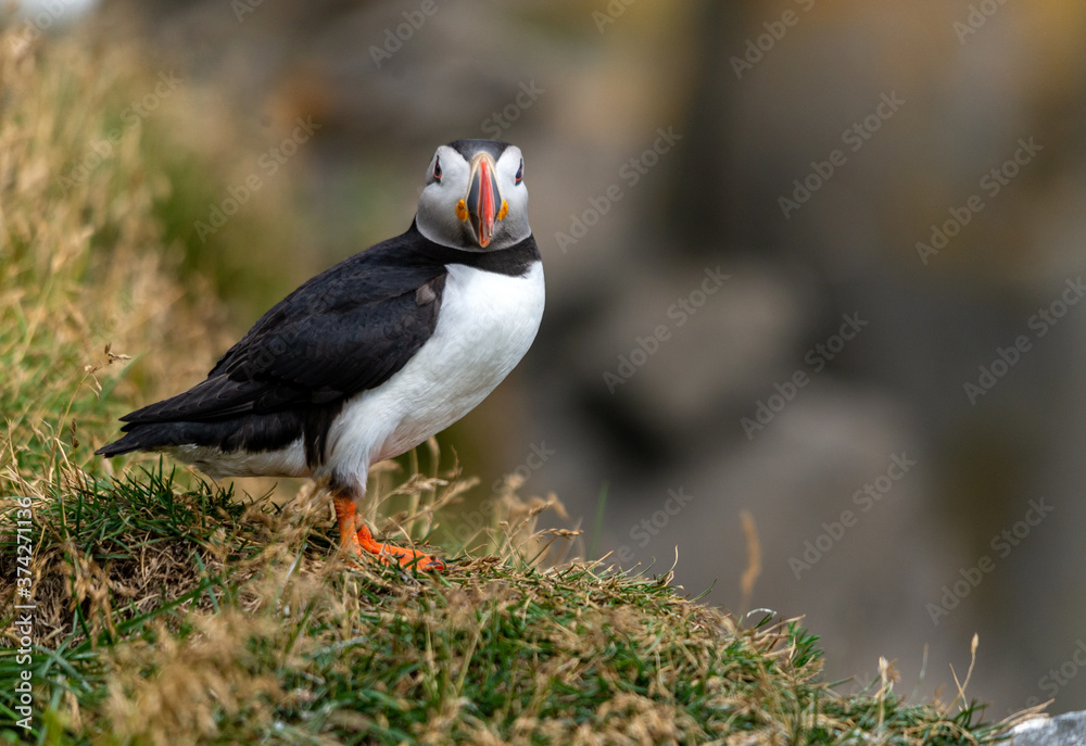 Fototapeta premium The Atlantic puffin, also known as the common puffin