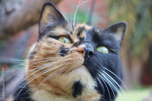 Tortoise shell cat with a spilt face