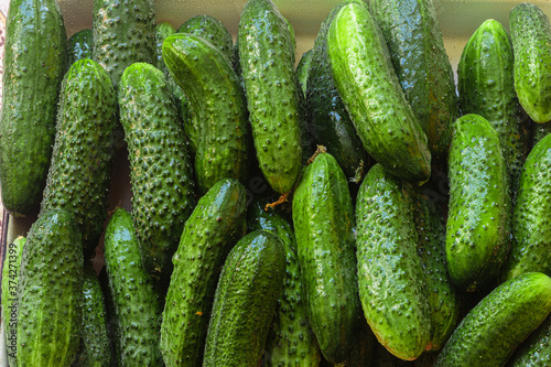 Green cucumbers. Fresh produce from the Farmers Market.