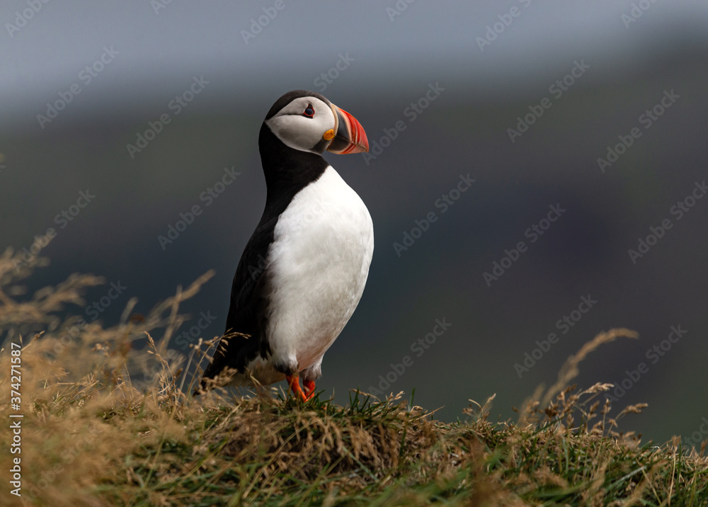 The Atlantic puffin, also known as the common puffin The Atlantic puffin, also known as the common puffin