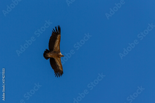 Griffon vulture (Gyps fulvus) in flight over the Sierra de Grazalema in Andalusia, Spain.
