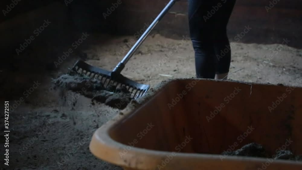 Manure & Bedding Fork cleaning the floor of a horse box stall or stable Manure & Bedding Fork cleaning the floor of a horse box stall or stable