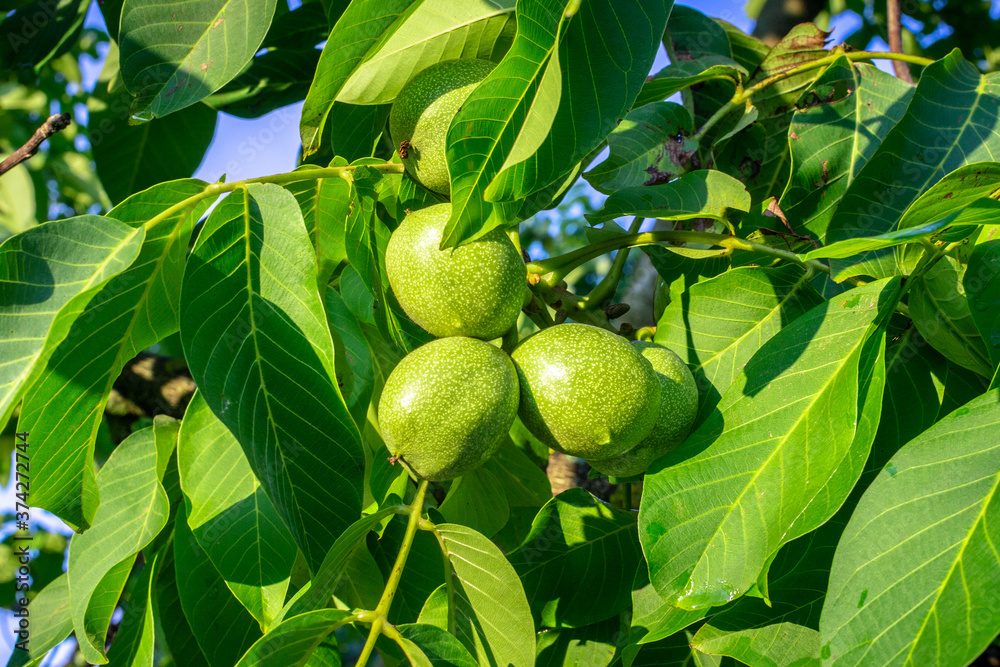 Fruits of a walnut on a branch of a tree. Walnut Tree Grow waiting to be harvested. Walnuts. walnut tree.