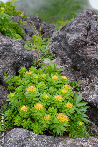 鳥海山の高山植物（ホソバイワベンケイ）
