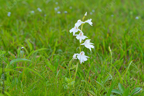 Canvastavla Breeches Eria, Conchidium braccatum, Satara, Maharashtra, India