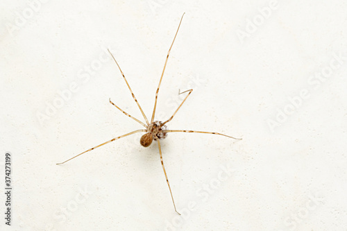 Daddy longlegs spider carrying eggs in mouth, Pholcusphalangioides, Satara, Maharashtra, India