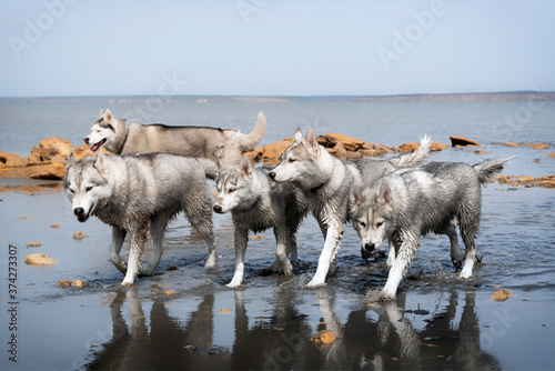 A Siberian Husky pack is walking at the water. All five dogs in the group have wet grey and white fur. Blue water surrounds them. There are a lot of yellow rocks and coast in the background.